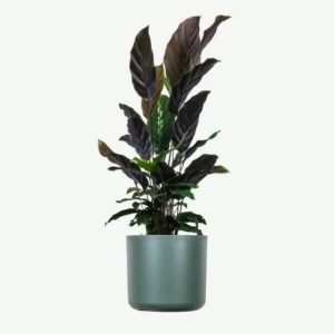 Calathea Rufibarba